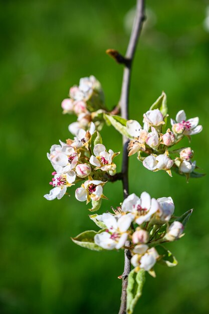 Selektive Nahansicht der Nahaufnahme einer erstaunlichen Kirschblüte unter Sonnenlicht