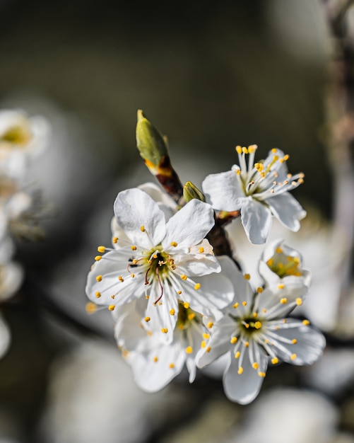 Selektive Nahansicht der Nahaufnahme einer erstaunlichen Kirschblüte unter Sonnenlicht