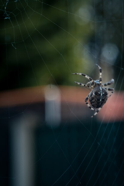 Selektive Nahansicht des Nahaufnahmefokus einer schwarzen Spinne, die auf einem Netz geht