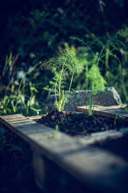 Selektive Nahaufnahme der sprießenden Dillpflanze in einem Garten