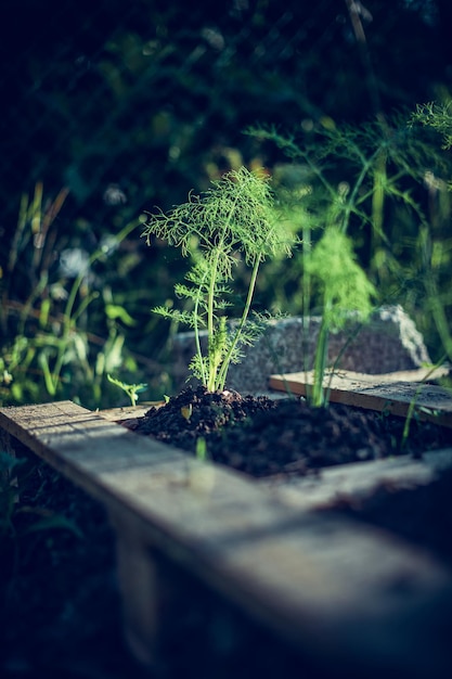 Selektive Nahaufnahme der sprießenden Dillpflanze in einem Garten