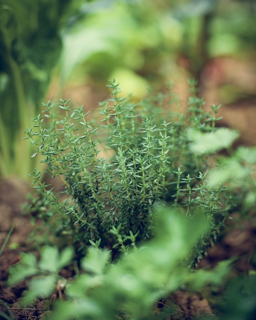 Selektive Nahaufnahme der sprießenden Thymuspflanze in einem Garten