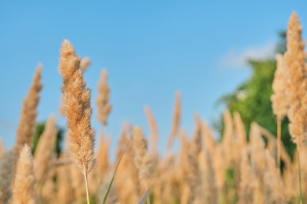 Selektive weiche Fokussierung von trockenem Gras verschwommener Herbsthintergrund vor blauem Himmel Schilfhalme flattern im Wind im goldenen Licht eines Sonnenuntergangs Natur-Sommergras-Konzept