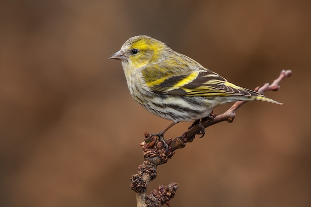 Selektiver Fokus der Nahaufnahme eines schönen Kanarienvogels