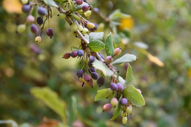 Selektiver Fokus der reifenden Berberitzen auf den Ästen im Garten