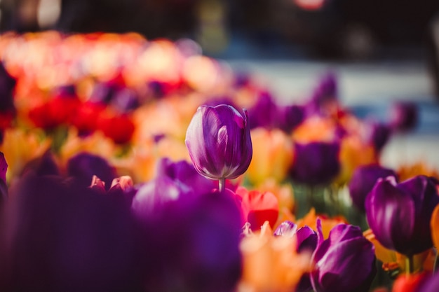 Selektiver Fokus der Tulpenblüte