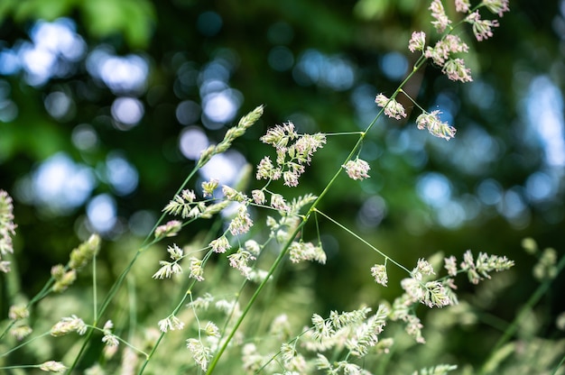 Selektiver Fokus des Grases auf einem Feld unter dem Sonnenlicht mit einem verschwommenen Hintergrund und Bokeh-Lichtern