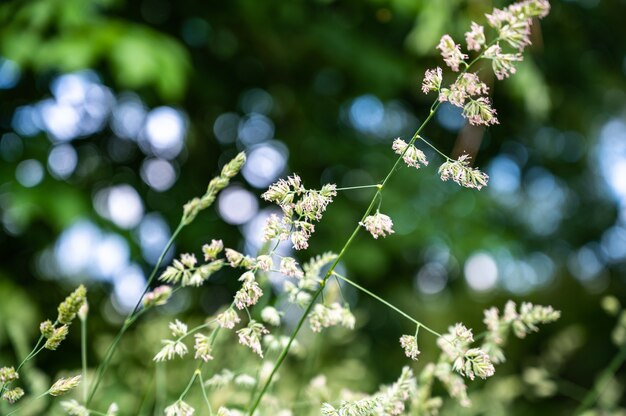 Selektiver Fokus des Grases auf einem Feld unter Sonnenlicht