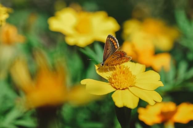 Selektiver Fokus des Schmetterlings auf der gelben Blume