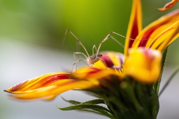 Selektiver Fokus einer gelben Blume mit roten Flecken auf den Blütenblättern