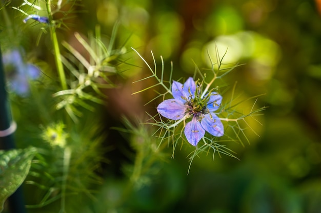 Selektiver Fokus einer Love-in-a-Mist-Blume, umgeben von Grün auf einem Feld unter dem Sonnenlicht