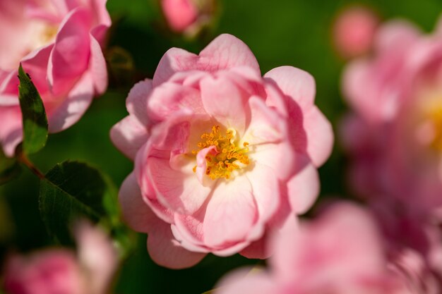 Selektiver Fokus einer rosa Blume mit einigen Tröpfchen auf den Blütenblättern