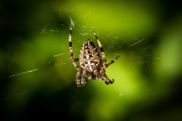 Selektiver Fokus einer Spinne auf einem Netz auf grünem, verschwommenem Hintergrund