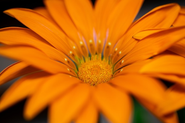 Selektiver Fokus einer symmetrischen orangefarbenen Blume mit langen schmalen Blütenblättern