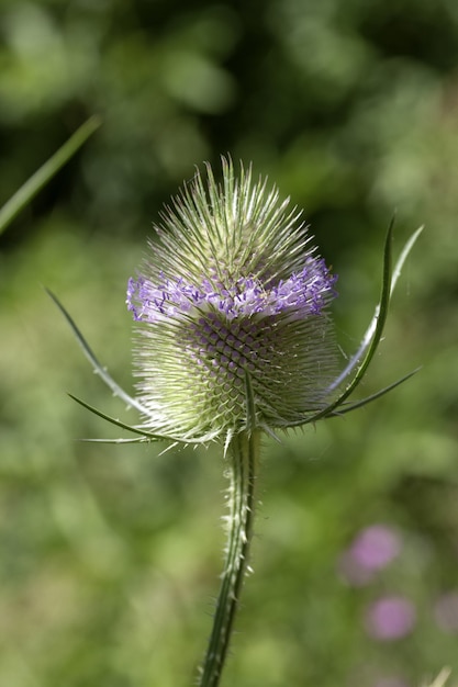 Selektiver Fokus einer Wildblume - perfekt für die Wand