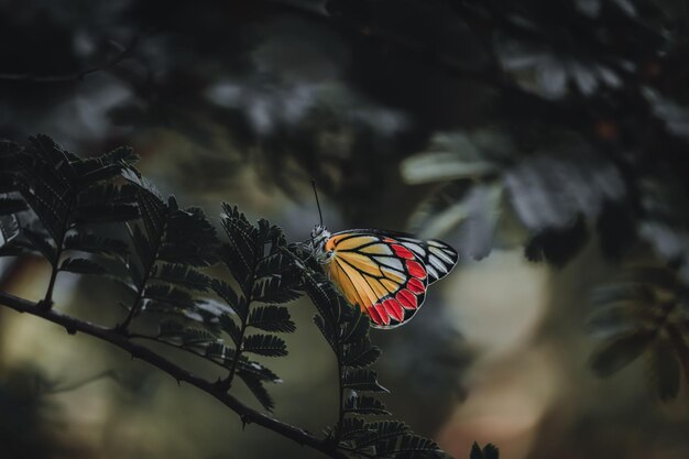 Selektiver Fokus eines bunten Schmetterlings auf einem Ast mit Blättern