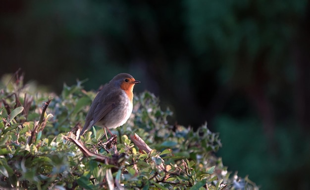 Kostenloses Foto selektiver fokus eines europäischen rotkehlchens auf einem busch vor einem verschwommenen hintergrund