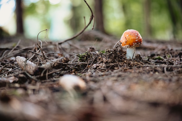 Kostenloses Foto selektiver fokus eines fliegenpilzes auf einem waldboden