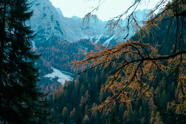 Selektiver Fokus eines gelben Lärchenastes mit einem Baum bedeckte Berge