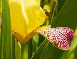 Kostenloses Foto selektiver fokus eines giardino dell iris in der provinz lori in armenien