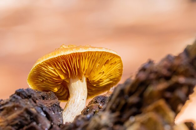 Selektiver Fokus eines kleinen braunen Pilzes auf einem Stein