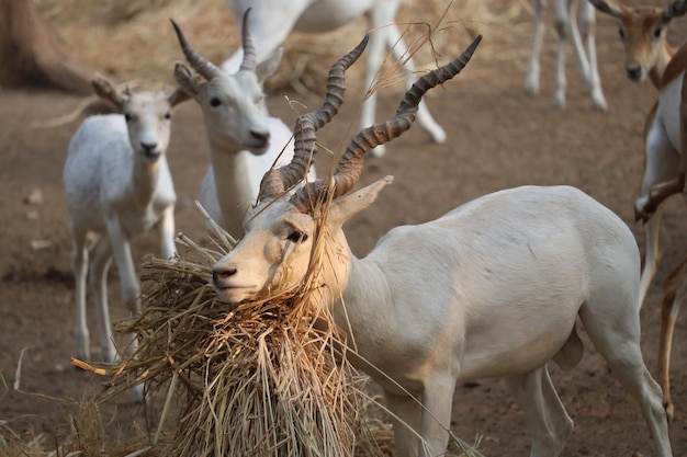 Selektiver fokus eines männlichen albino-blackbucks mit getrocknetem gras unter seinem kinn