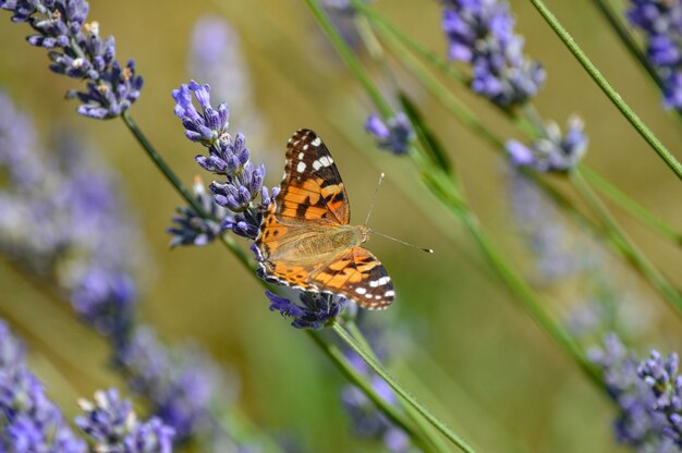 Selektiver Fokus eines Schmetterlings auf den blühenden lila Blumen