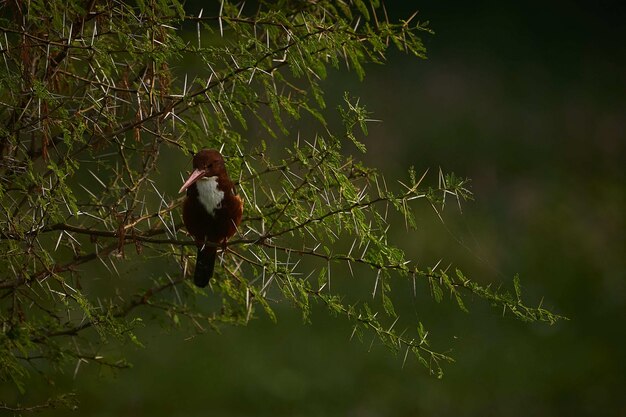 Selektiver Fokus eines schönen Coraciiformes-Vogels, der auf den Zweigen einer Fichte sitzt