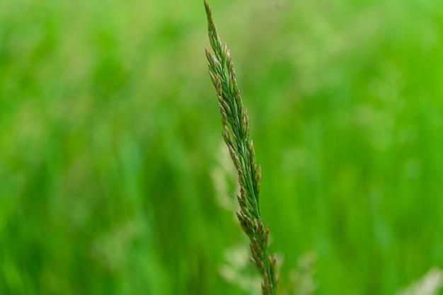 Selektiver Fokus eines Zweigs von süßem Gras, der auf dem Feld wächst