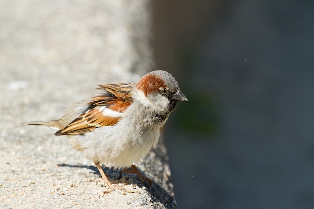 Selektiver Fokus Nahaufnahme eines Vogels namens Haussperling während eines sonnigen Tages