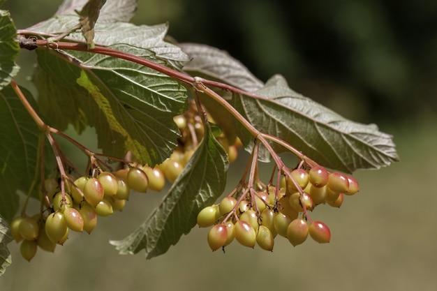 Kostenloses Foto selektiver fokus nahaufnahme schuss eines astes mit einigen gelben beeren