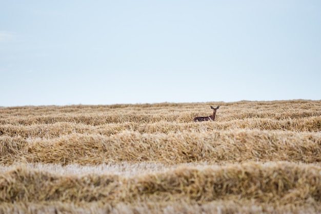 Selektiver Fokus von Hirschen auf einem mit getrocknetem Gras bedeckten Feld auf dem Lande