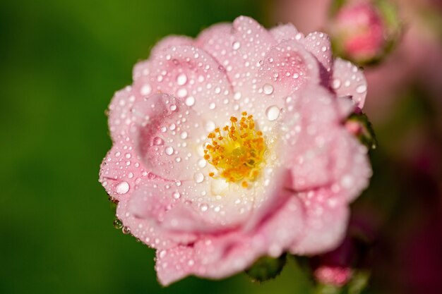 Selektiver Fokus von rosa Rosen mit Tau