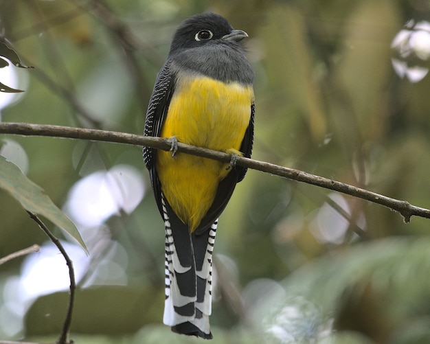 Selektiver Fokusaufnahme eines mit Strumpfbändern versehenen Trogonvogels, der auf einem Zweig sitzt