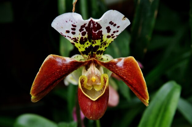 Selektiver Fokusschuss der blühenden Orchideen der Philippinenblumen auf der Insel Mainau in Deutschland