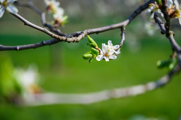 Selektiver Fokusschuss der Nahaufnahme einer erstaunlichen Kirschblüte unter Sonnenlicht