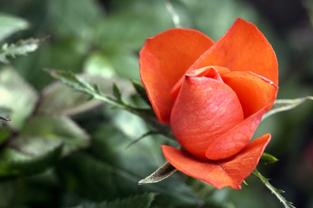 Selektiver Fokusschuss der Nahaufnahme einer orange weißen Blume