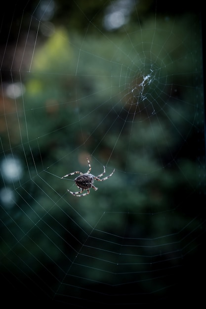 Selektiver Fokusschuss der Nahaufnahme einer schwarzen Spinne, die auf einem Netz geht