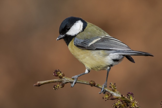 Selektiver Fokusschuss der Nahaufnahme eines schönen Carolina Chickadee