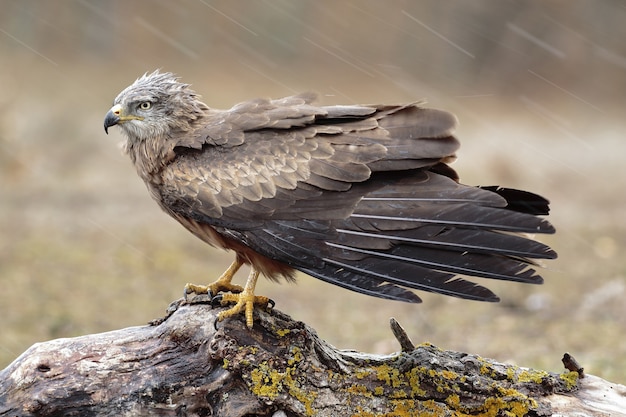 Selektiver Fokusschuss der Nahaufnahme eines schönen Falken