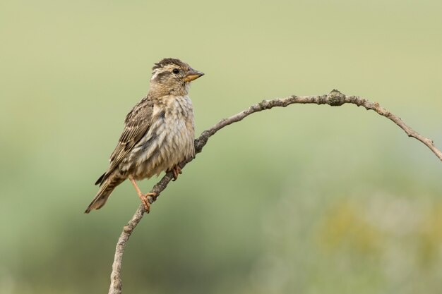 Selektiver Fokusschuss der Nahaufnahme eines schönen Vogels