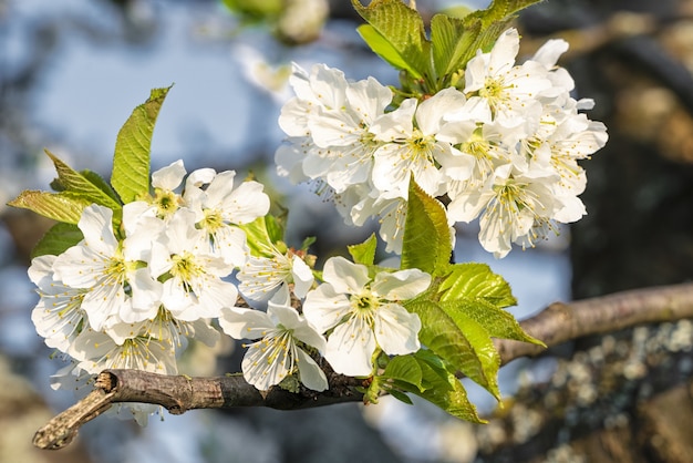 Selektiver Fokusschuss der Nahaufnahme von blühenden weißen Kirschblüten unter einem blauen Himmel