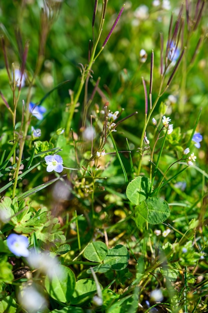 Selektiver Fokusschuss der Nahaufnahme von erstaunlichen Blumen unter Sonnenlicht