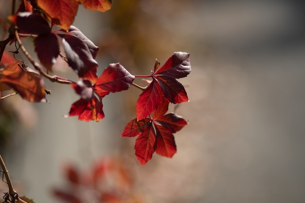 Selektiver Fokusschuss der Nahaufnahme von roten Blättern auf Zweigen