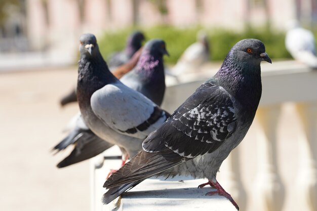 Selektiver Fokusschuss der Nahaufnahme von Tauben in einem Park mit Grün