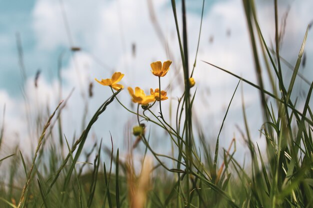 Selektiver Fokusschuss der schönen kleinen gelben Blumen, die unter dem grünen Gras wachsen