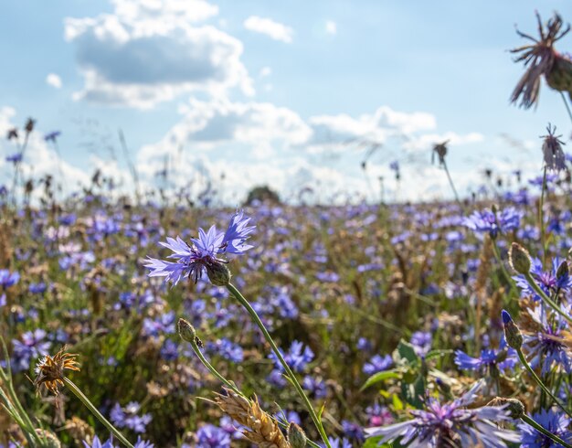 Selektiver Fokusschuss der schönen lila Blumen auf einem Feld unter den Wolken am Himmel