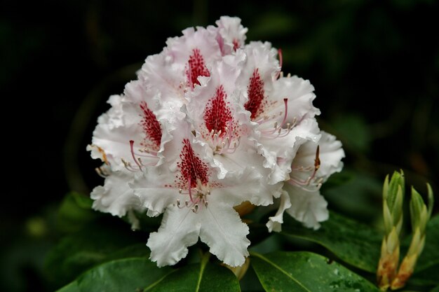 Selektiver Fokusschuss der weißen Pfingstrosenblumen, die auf der Insel Mainau in Deutschland blühen