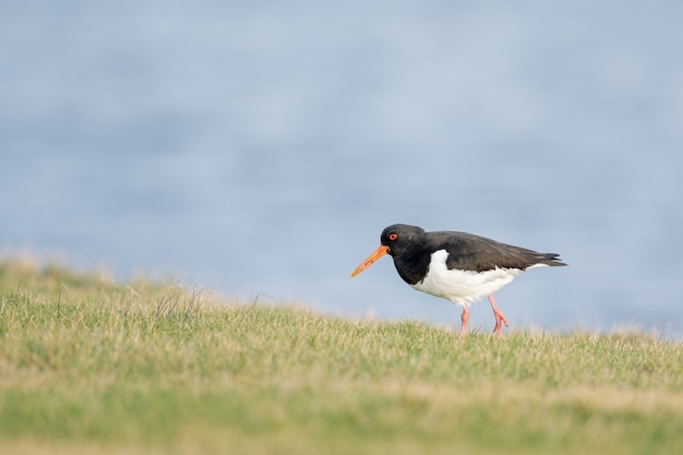 Selektiver Fokusschuss des Austernfängers im grünen Grasboden