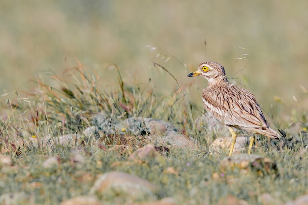 Selektiver Fokusschuss des gefleckten dicken Knies auf dem Feld